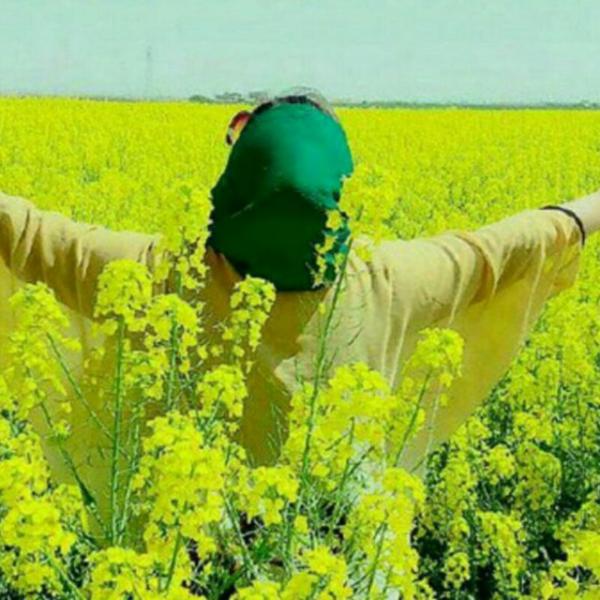 تصویر پروفایل گندم