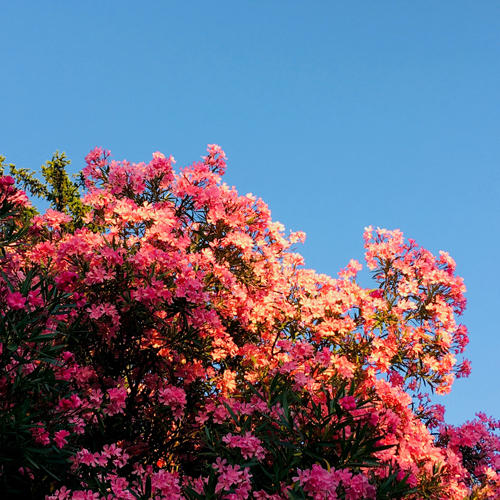 چرا سایت همسریابی هلو باز نمی‌شود؟